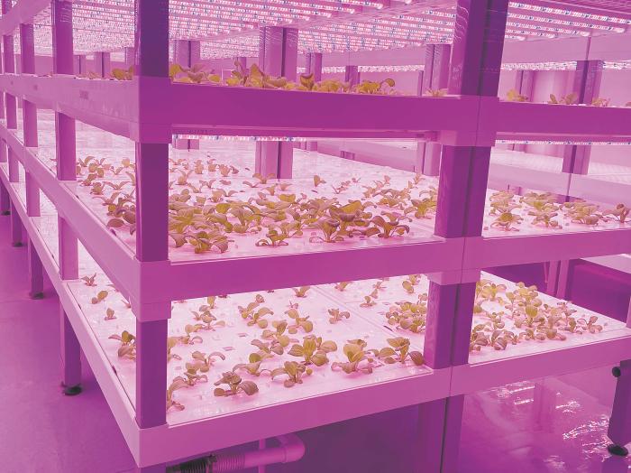 在物美植物工廠里，通過(guò)LED燈的照射，蔬菜散發(fā)勃勃生機(jī)。受訪者供圖